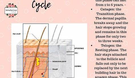 hair growth cycle chart