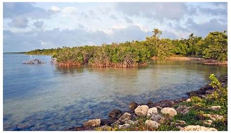 Seagrass Habitats in Danger in Key Biscayne Bay – Reefbites