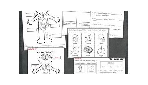 The Human Body for Primary Grades Posters and Worksheets by Fishyrobb
