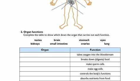 human body system worksheet