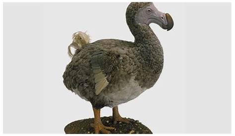 Dodos Were Probably Pretty Smart, Study Finds | Mental Floss