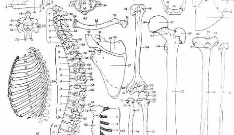 Skeletal System Coloring Pages at GetColorings.com | Free printable