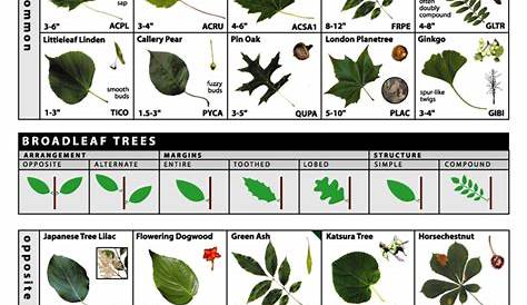identify tree leaf chart