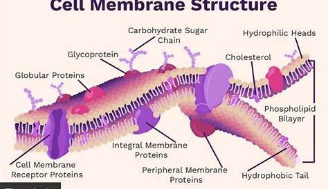 Cell Membrane: Definition, Structure, and Functions