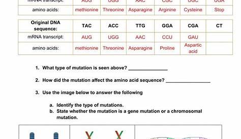 gene and chromosome mutation worksheet