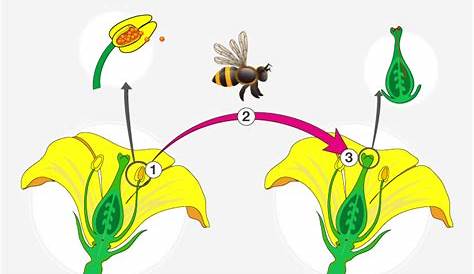 Pollination - Introduction, Process and Types of Pollination