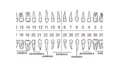 Teeth Names & Numbers