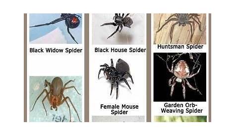 Pin by Judy Wilson on Good to know | Spider identification chart