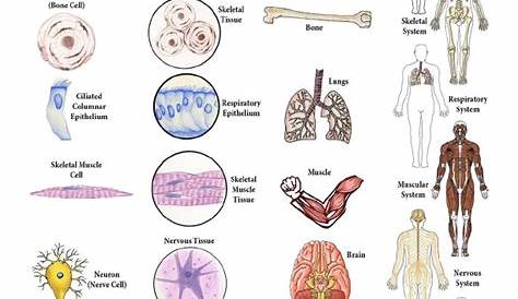 Connecting the Cells to Tissues to Organs to Organ Systems Diagram
