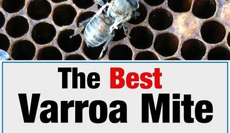 varroa mite control methods