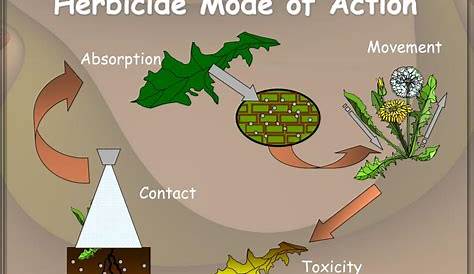herbicide mode of action chart