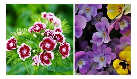 14 Cold Tolerant Annual Flowers - Gardening Channel