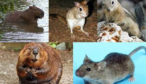 Rodents history and some interesting facts
