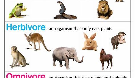 Carnivore, Herbivore & Omnivore ~ Anchor Chart * Jungle Academy
