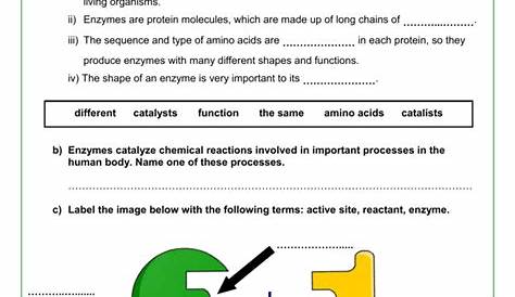 Factors That Affect Enzymes Worksheets Answers