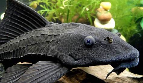 common pleco fish for sale