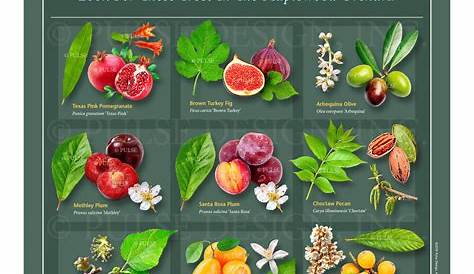 fruit tree leaf identification chart