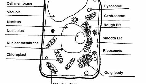 label a plant cell worksheets