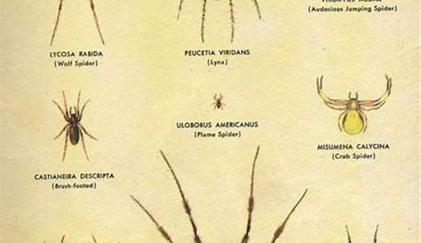 identification chart common missouri spiders