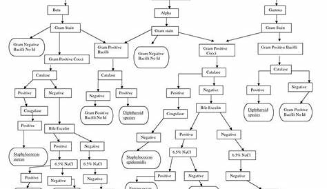 Throat culture flow chart | Microbiology, Flow chart, Medical