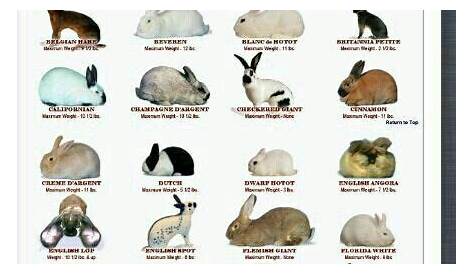 Bunny Breed Poster http://ift.tt/2t2GN4e | Rabbit breeds, Pet bunny