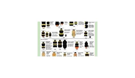 Bumblebee Identification | Ecology | Pinterest