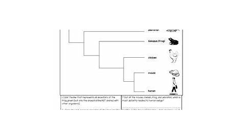 phylogenetic tree worksheets answer key