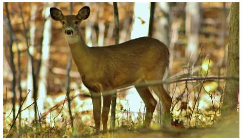 Deer, turkey kills in Georgia must now be reported - Atlanta Business Chronicle