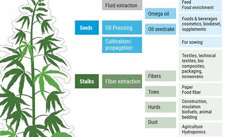Hemp’s versatility and sustainability offer huge opportunities for