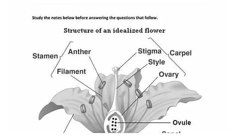 flower structure and reproduction worksheet
