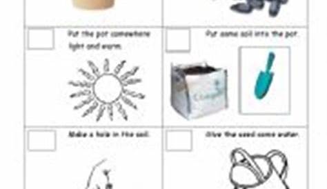 steps to planting a seed worksheets