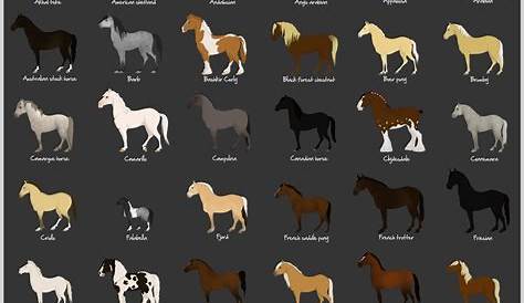 horse breed size chart