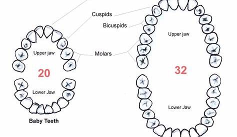 First lost tooth facts | Teeth diagram, Teeth anatomy, Baby teeth