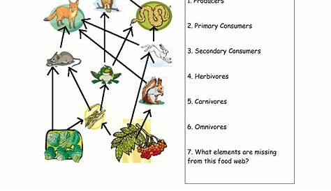 food chain 3rd grade worksheet