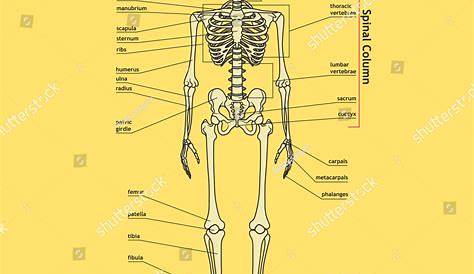 Illustration Of Skeletal System With Labels. Human Skeleton. Vector