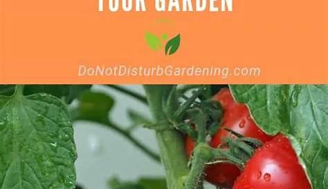 Watering Your Garden: When, How Often, and How Much? | Do Not Disturb