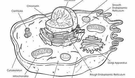 animal-cell-labeled - Tim van de Vall