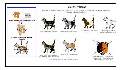 #catsfunnytumblr | Cat colors, Cat breeds chart, Cats