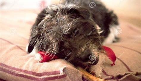 Love Story: a Dog and His Bone Stock Photo - Image of relax, fluffy