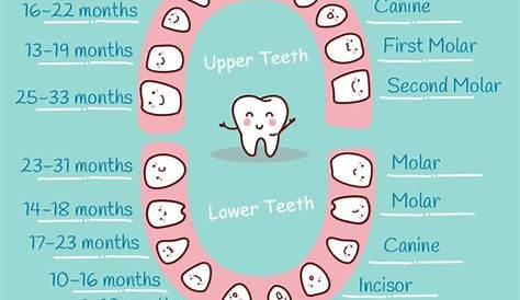 10.17-Baby-Teeth-Chart-What-Order-Do-They-Come-In-chart-by-Mama-Natural