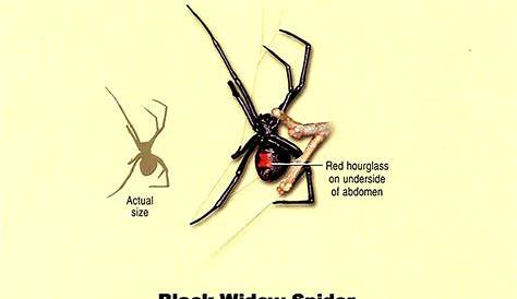 black widow spider size comparison