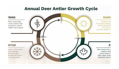 3 Most Important Factors for Deer Antler Growth