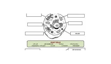 Animal Cell Vs Plant Cell Worksheet - Cell Structure Worksheet Edplace