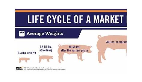 gestation chart for pigs