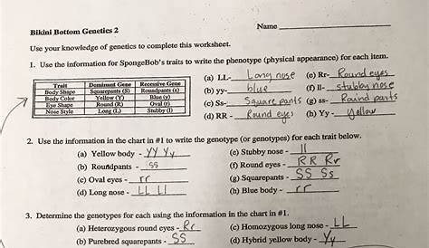 spongebob genetics worksheets answer key