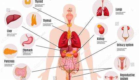 human body organs chart