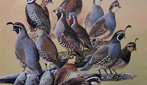 Quail Breeds-Species and Subspecies of Quail - p #quailhunting | Quail