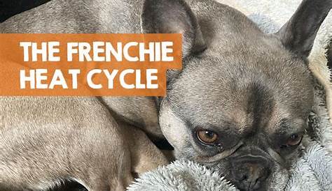 french bulldog life cycle