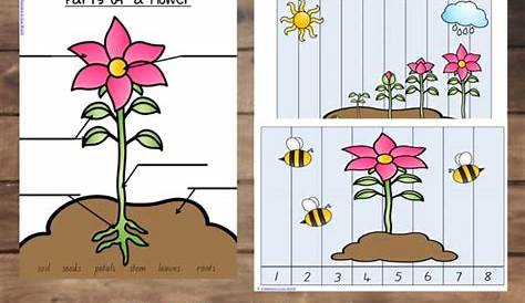 a flower life cycle