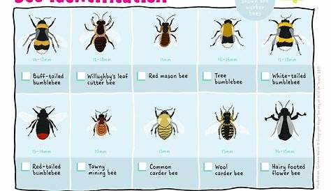 Wasps Bees ID Guide. Spring to early Summer we get calls for wasps